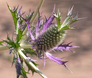 eryngium-leavenworthii