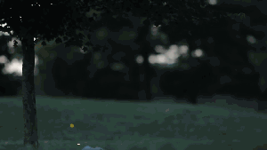 fireflies3.ngsversion.cbe33a29e3db2a271d13d19c71da3a45