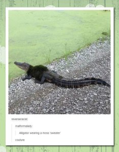 funny-crocodile-wearing-sweater