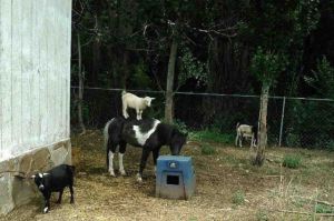 funny_picdump_997_640_49