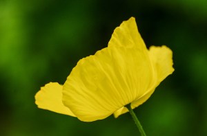 parameconopsis-cambrica