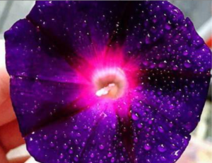 Screen Shot 2015-09-02 at 4.17.50 PM