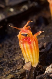 thismia-megalongensis