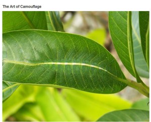 very_interesting_photos_07-1