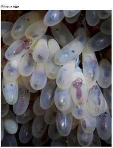 very_interesting_photos_17-2