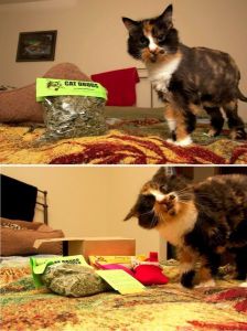 daily_picdump_1840_640_09