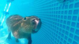 daily_picdump_1907_640_18