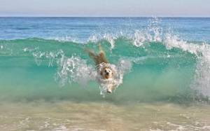 daily_picdump_1908_640_05