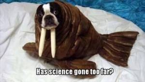 funny_picdump_1077_640_49