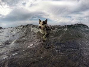 husky-swim-bali_91649_990x742