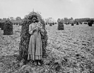 Young woman posing with picked peanuts, ca. 1900