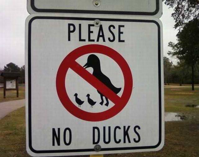 ducks1NO