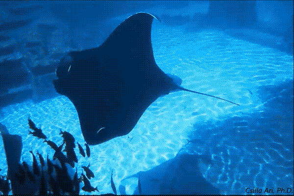 manta.gif