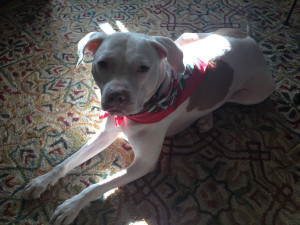 Anyone who owns a dog is familiar with the "gaze"—that hypnotic, imploring stare that demands reciprocation. It can seem to hold a world of mystery and longing, or just pure bafflement at what makes humans tick.