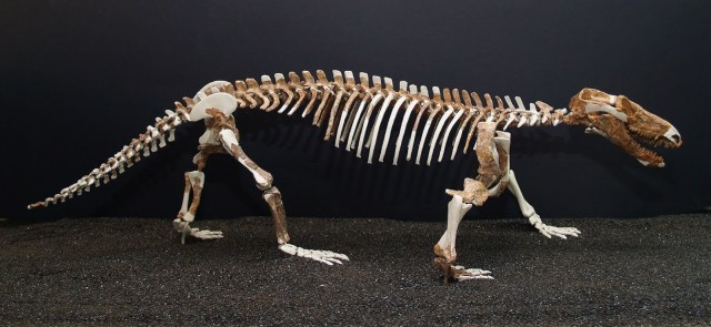 140307-procynosuchus.JPG