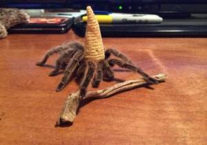 daily_picdump_2054_640_107