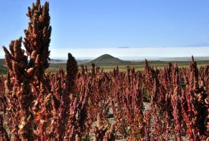 A quinoa plantation in Llica, in the vicinity of the Uyuni salt flat, southern Bolivia on March 10, 2013. The Bolivian government promotes the "quinoa road", a 1500 km (940 miles) network of roads linking the departments of La Paz, Oruro and Potosi, where 48,500 tons of the cereal are planted each year. The goal is to reach one million tons of quinoa, worth one billion dollars, per year in the next ten years, officials said. Bolivia produces 70% of the world's quinoa. FAO recognizes the crop is an strategic food to erradicate hunger iand declared 2013 as "International Year of the Quinoa".   AFP PHOTO/Aizar Raldes        (Photo credit should read AIZAR RALDES/AFP/Getty Images)