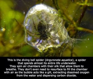 underwater-spider-bubble-air