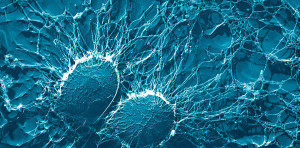 bacteria-67791-900x444