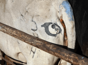 Screen-Shot-2016-07-15-at-2.36.59-PM