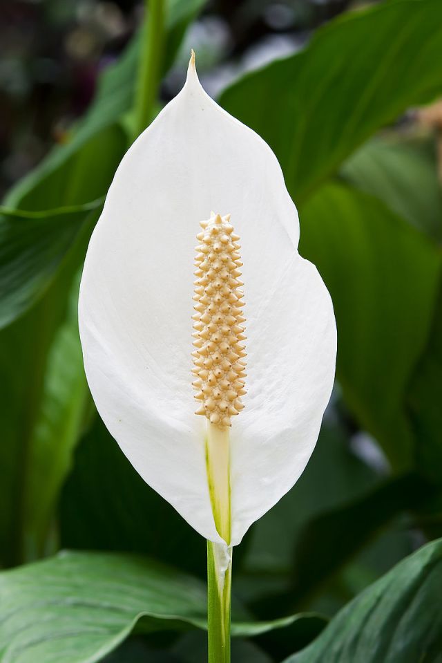 800px-spathiphyllum_cochlearispathum_rtbg