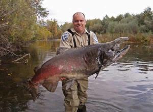 giant-chinook-salmon