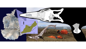 kaikaifilu_hervei-novataxa_2017-otero_soto-acuna_rubilar-rogers_et_gutstein