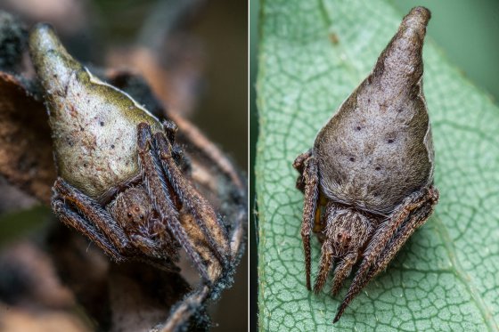 araa-eriovixia-gryffindori-sombrero-seleccionador-2