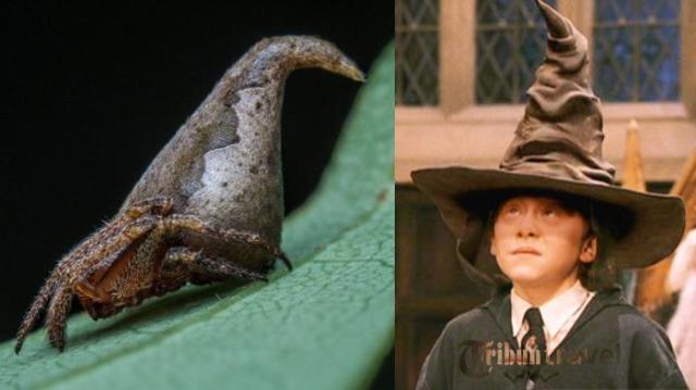 eriovixia-gryffindori_20161217_145820