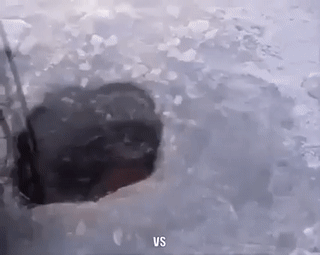 daily_gifdump_1144_10