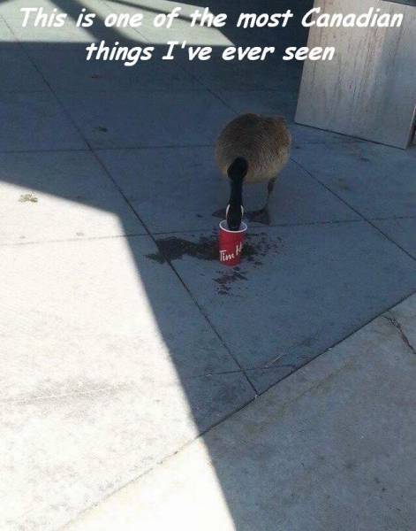 daily_picdump_2094_640_10